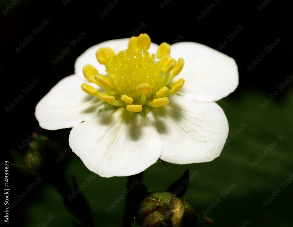 Obraz premium Erdbeerblüte