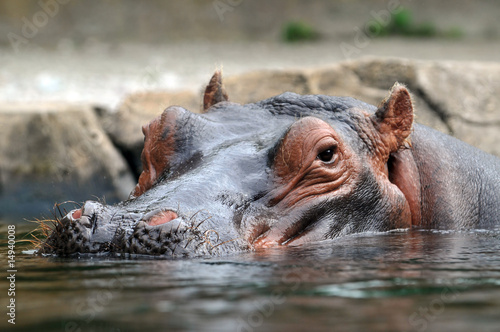 Head of Hippopotamus