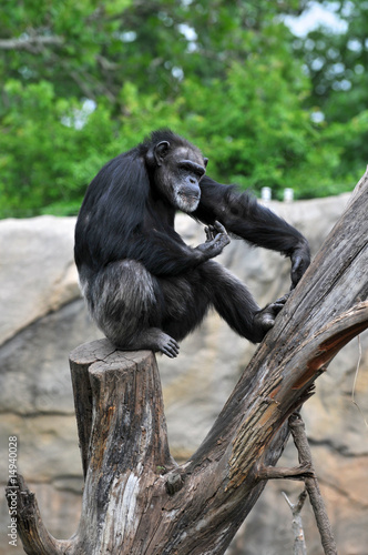 Chimpanzee Sitting On Tree
