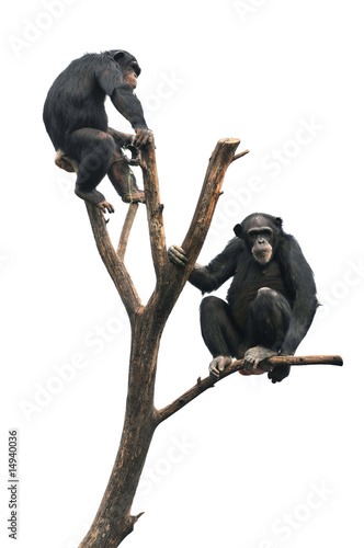 Chimpanzees on a Bare Tree Fototapeta