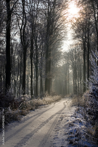 chemin forestier en hiver