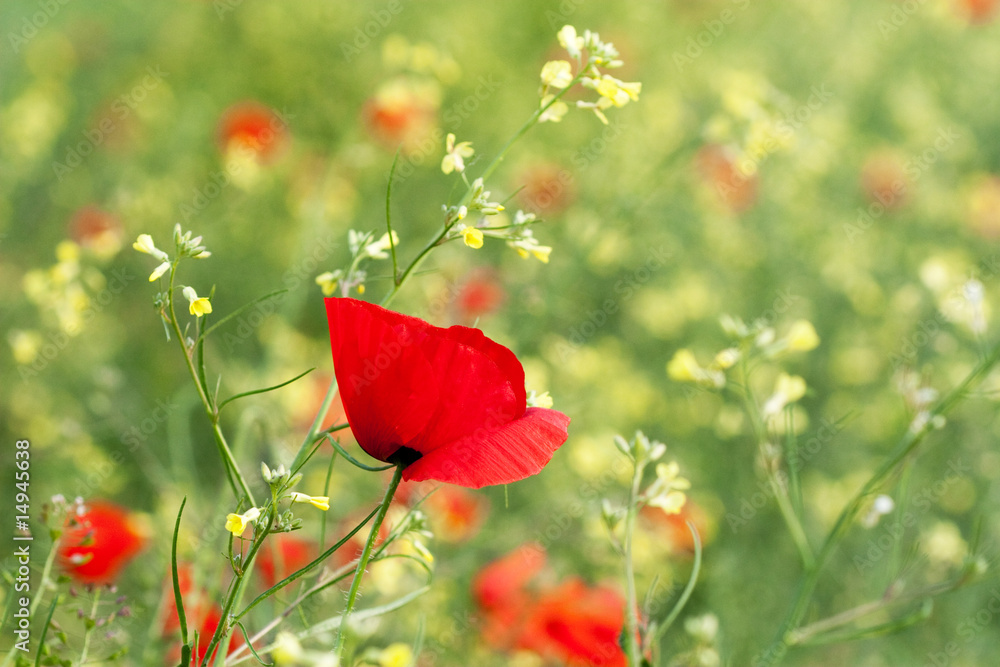 Fototapeta premium Poppies