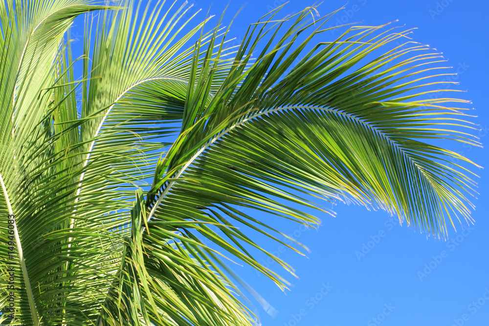 Fototapeta premium des palmes de cocotier sur fond de ciel bleu