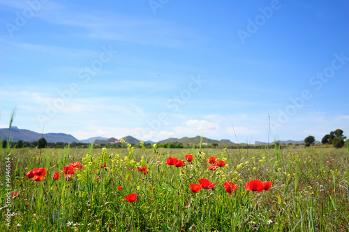 Summertime with poppies