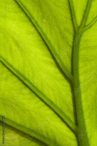 Plant leaf with veins