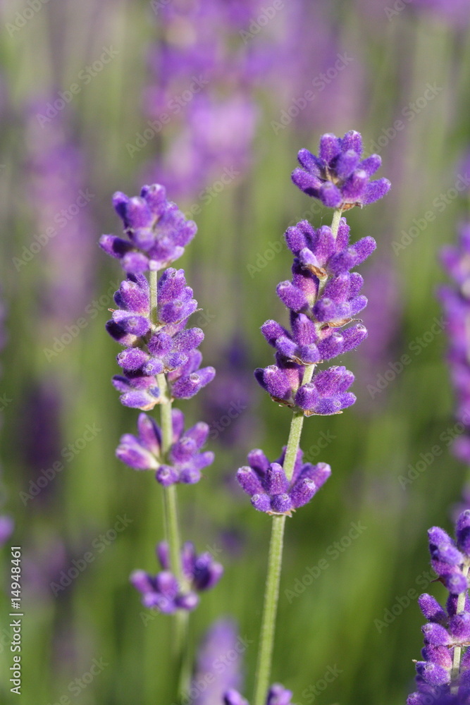 Lavendelblüten
