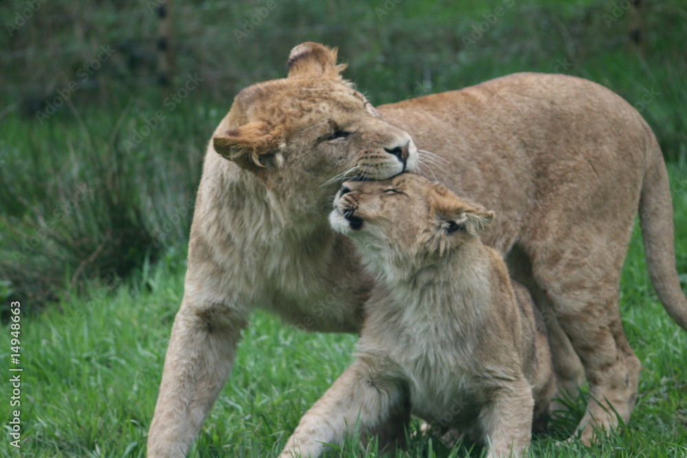 Obraz premium bathtime