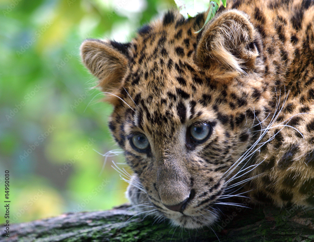 Fototapeta premium Tiger