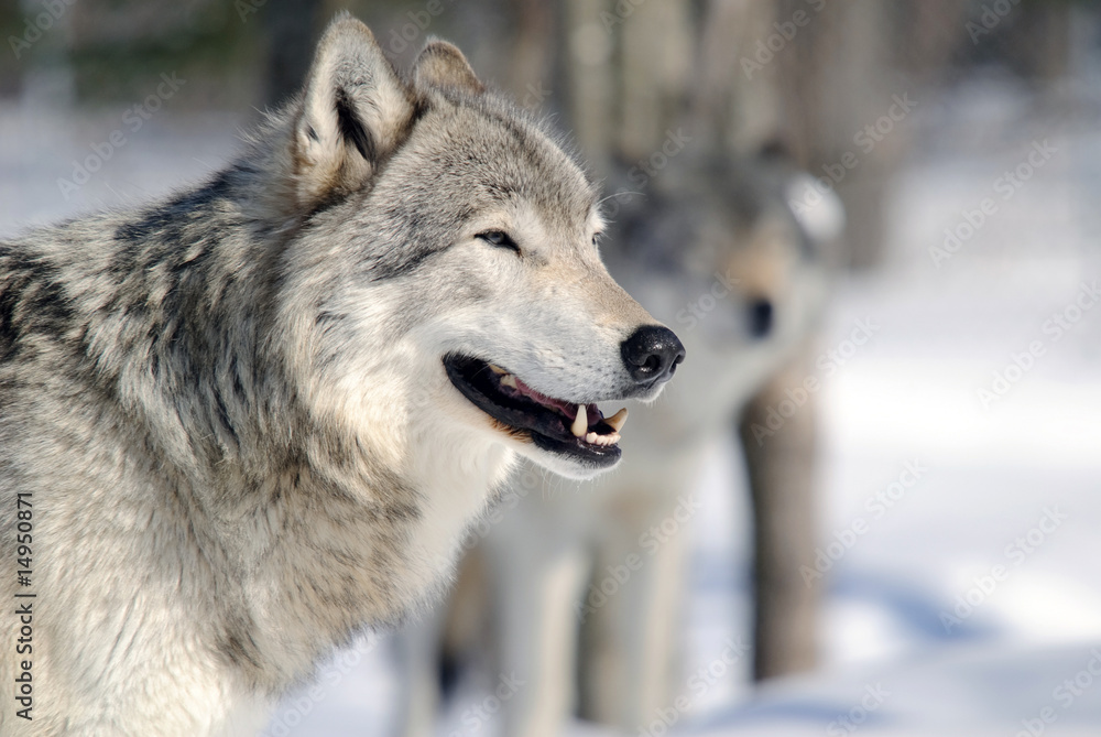 Obraz premium Gray Wolf