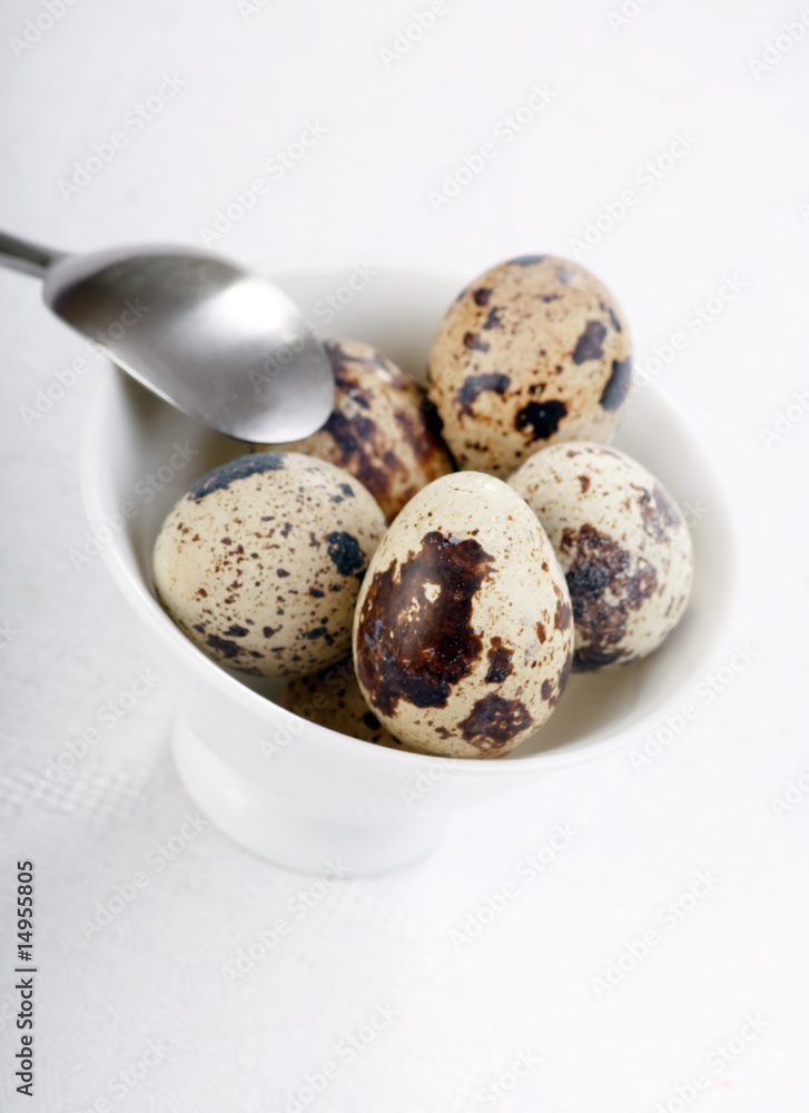 Obraz premium quail eggs