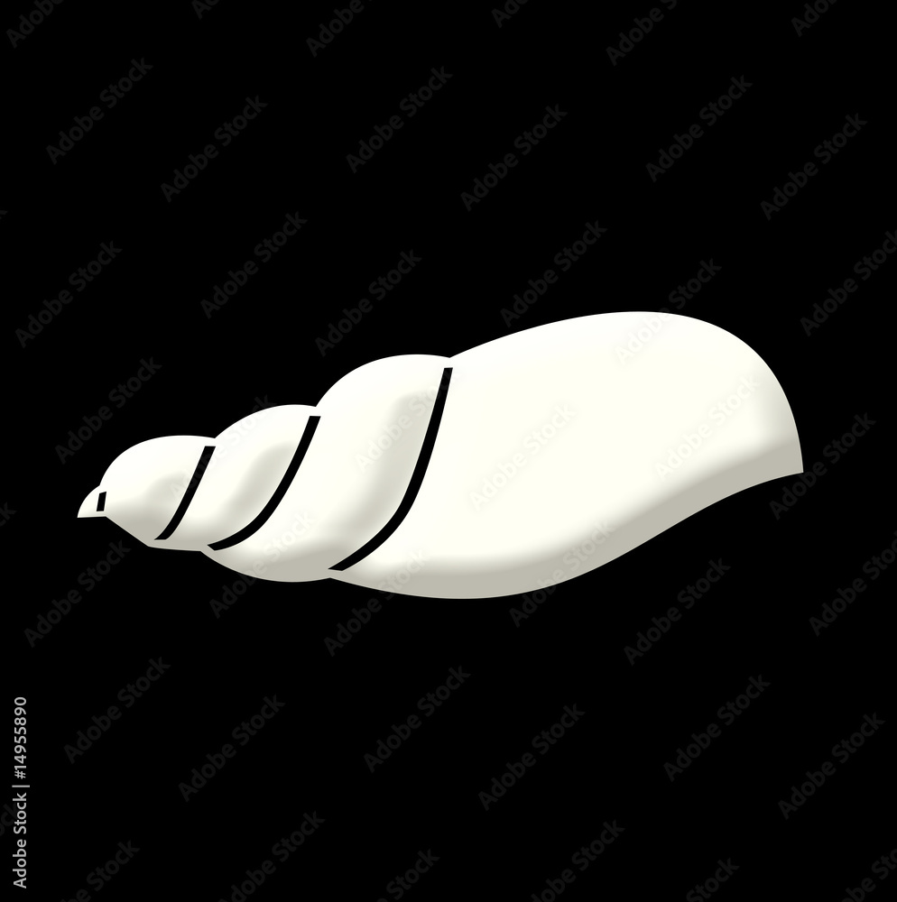 conchiglia conchiglia