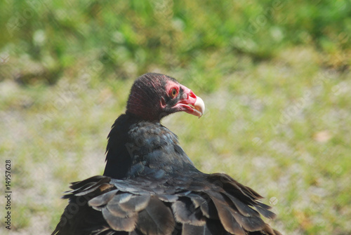 Turkey Vulture