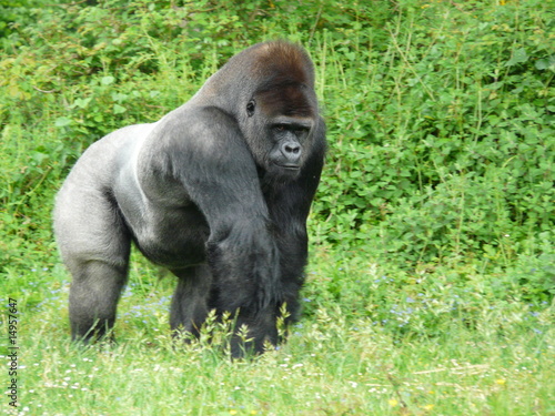 Male silver-back gorilla