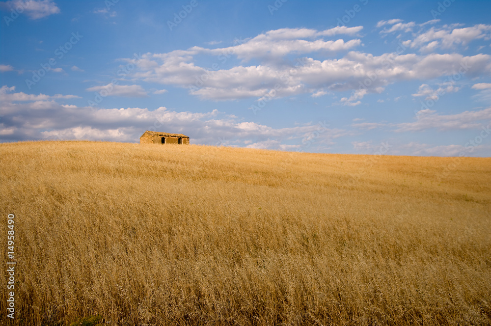 oat field golden ripe for harvest in background abandoned house oat field golden ripe for harvest in background abandoned house