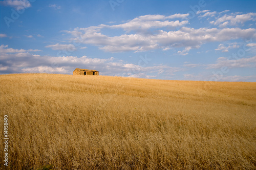 oat field golden ripe for harvest in background abandoned house