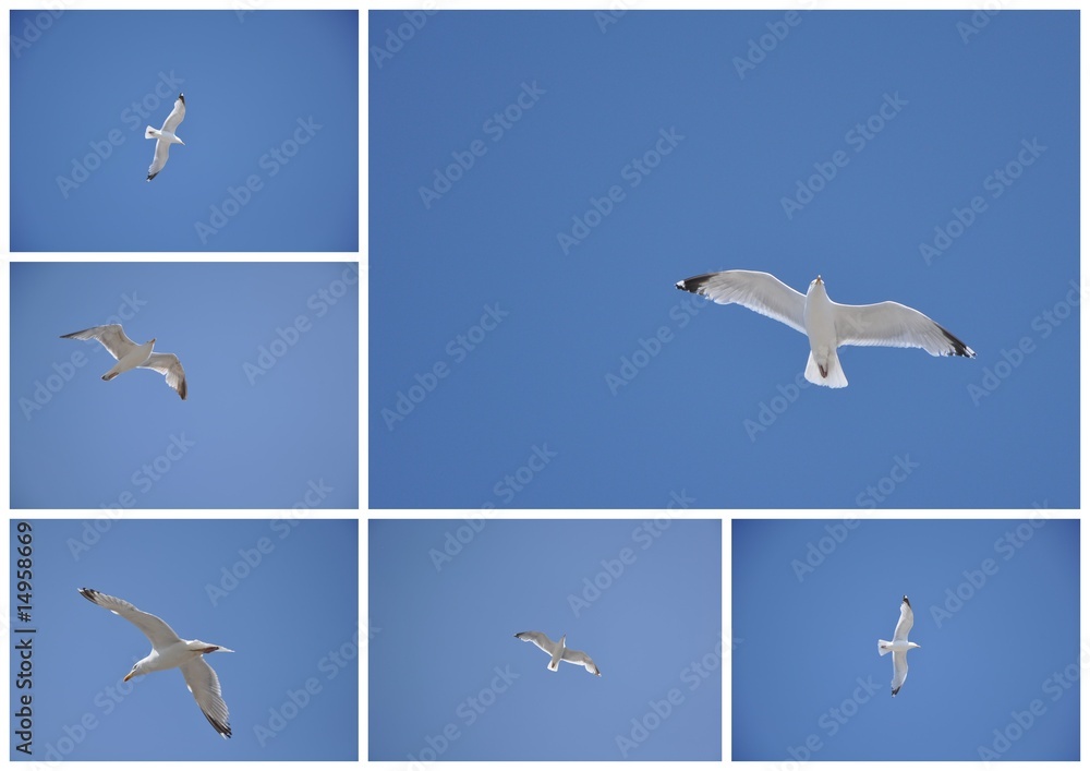 Naklejka premium Mouette