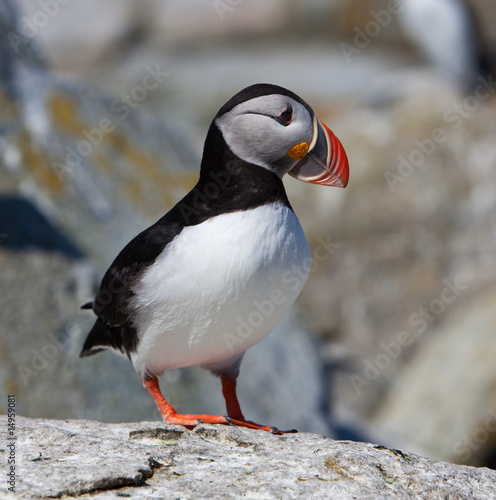 Puffin standing