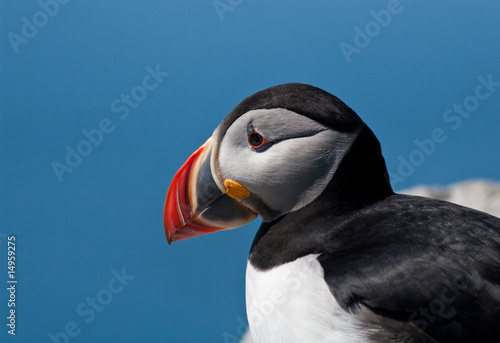 Puffin Close-up © Jeff Schultes