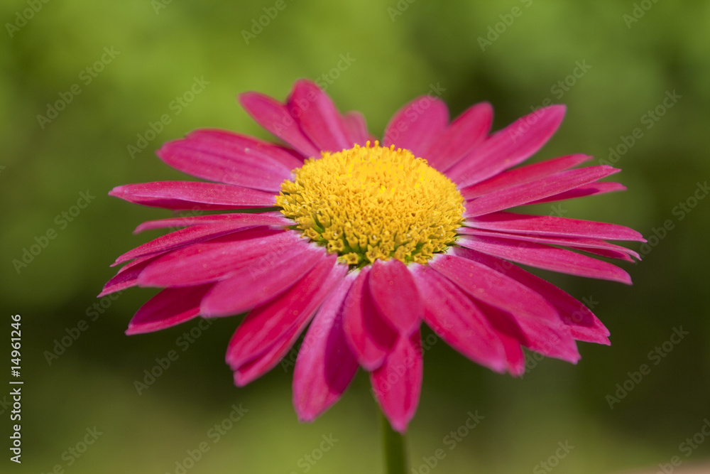 Red gerbera Red gerbera