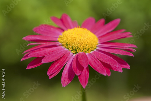 Red gerbera