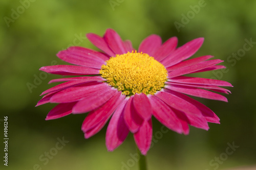 Red gerbera