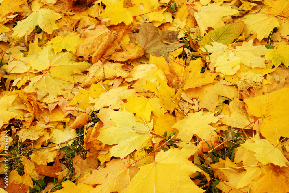 custom made wallpaper toronto digitalFallen maple leaves