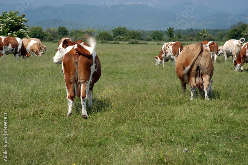 Mucche al pascolo - Friuli