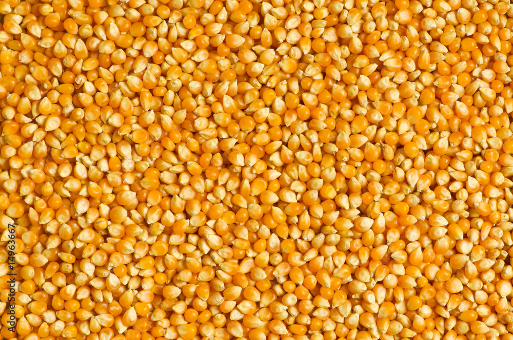 Bright corn kernels arranged as the background Bright corn kernels arranged as the background