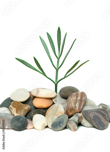 Shoot of tree growing from pebbles isolated on white background