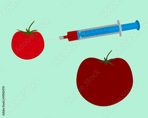Gentechnisch veränderte Tomate auf grünem Hintergrund