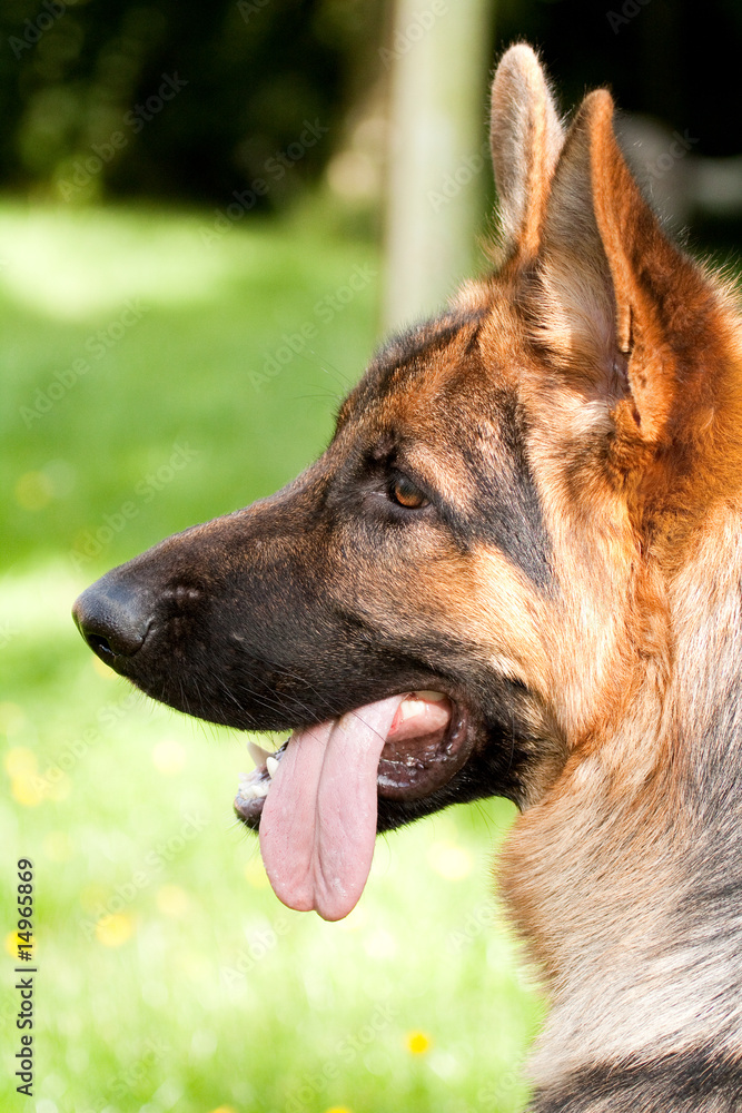 German Shepherd German Shepherd