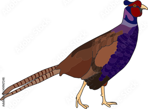 vector - color pheasant isolated on background