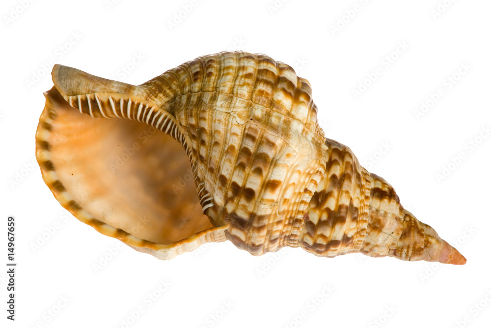 seashell isolated on white background seashell isolated on white background