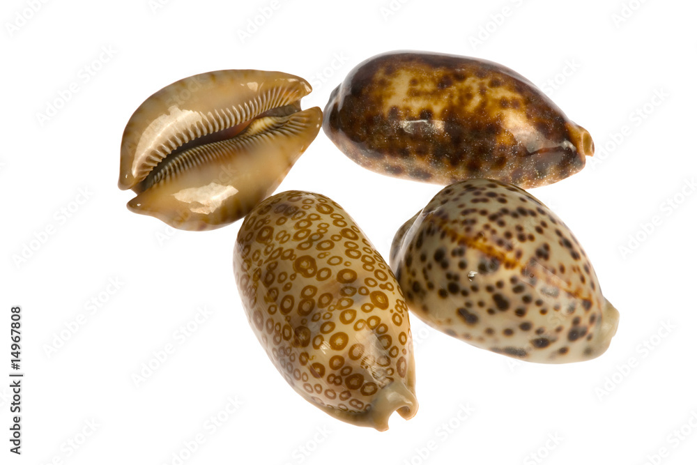 seashell isolated on white background seashell isolated on white background