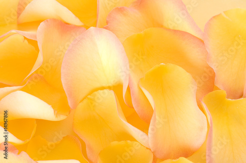 Yellow rose petals background