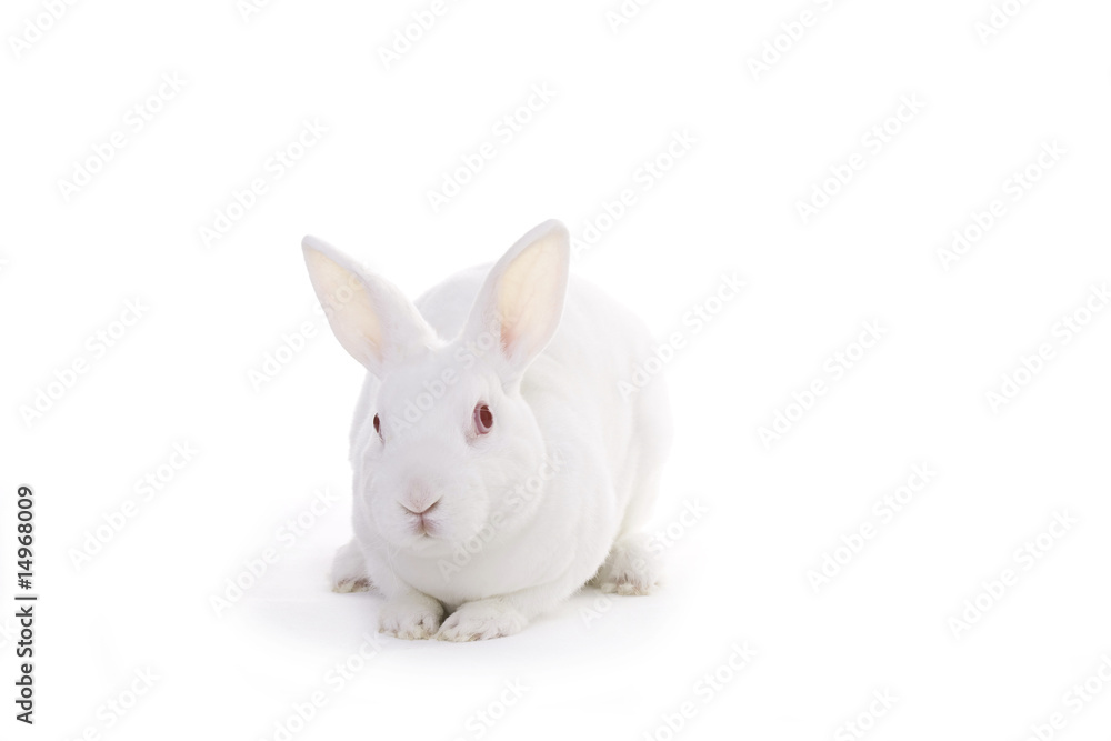 Fototapeta premium White rabbit