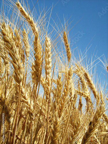 beautiful golden wheat