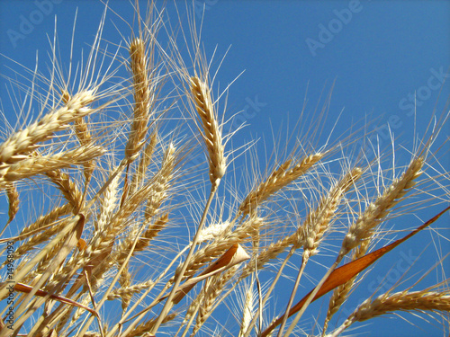 golden wheat grain