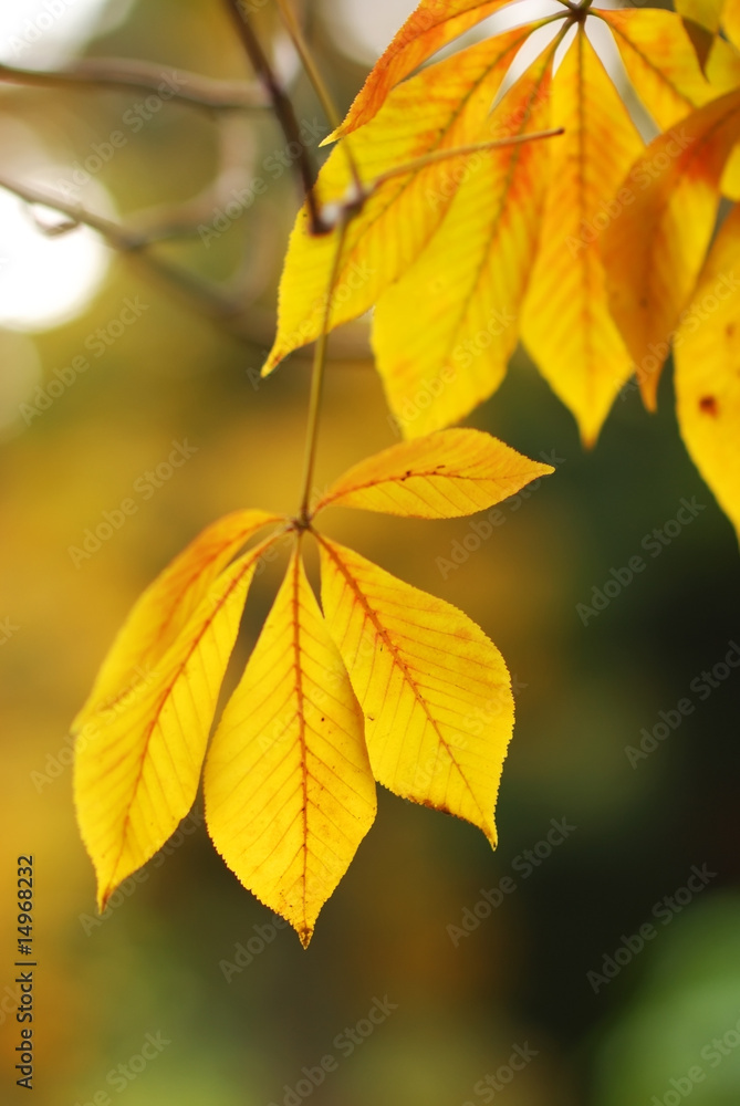 Autumn leaves background Autumn leaves background