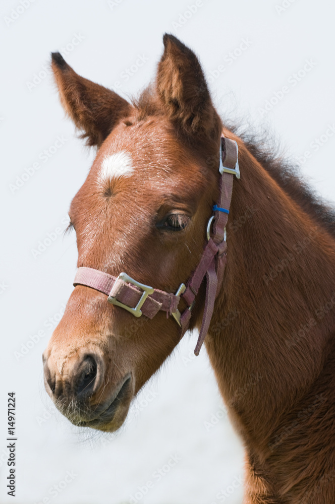 Obraz premium Cute Horse