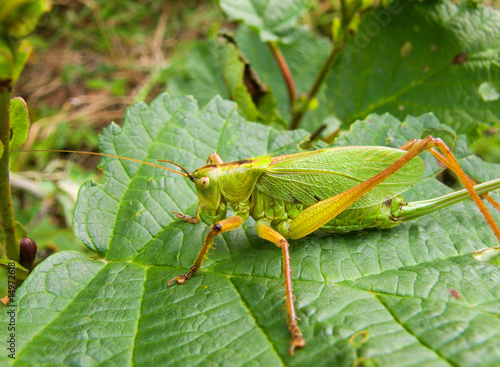 Grasshopper 15