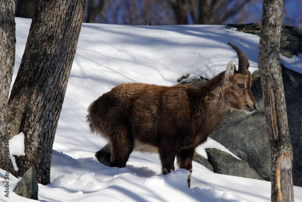 Alpine Ibex