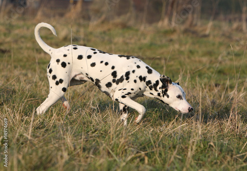 dalmatien adulte flairant l herbe du jardin vu de profil