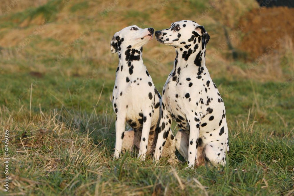 couple de dalmatien se faisant un bisou assis dans l'herbe couple de dalmatien se faisant un bisou assis dans l'herbe