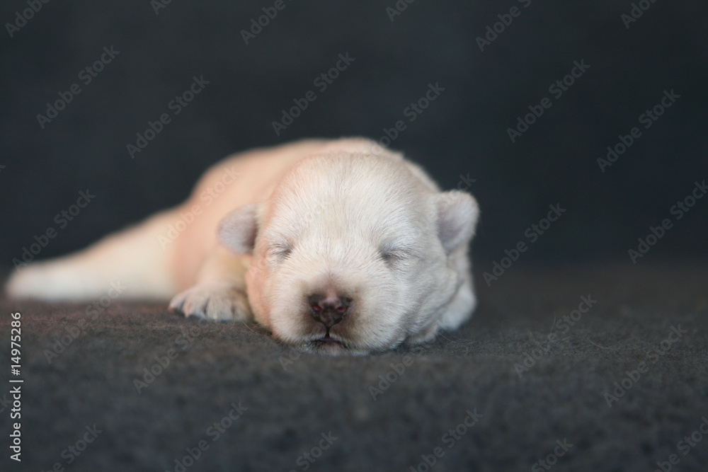 Fototapeta premium chiot west highland white terrier allongé en studio vu de face
