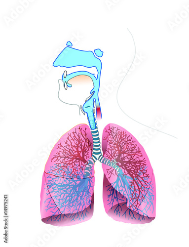 respiratory system anatomy