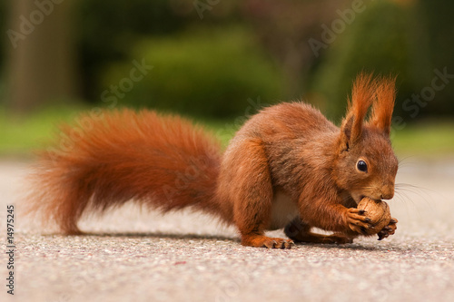 Red squirrel with walnut - Eichhörnchen © Sven Petersen