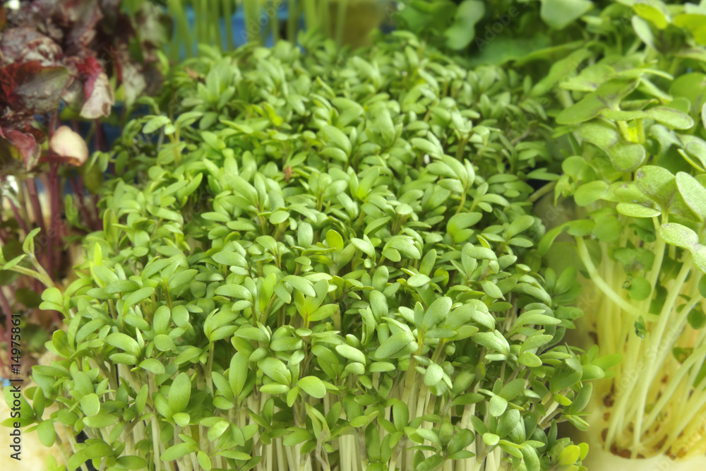 Gartenkresse und Brunnenkresse Gartenkresse und Brunnenkresse