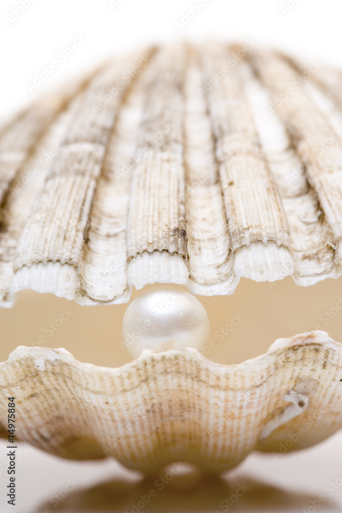 Perle mit Muschel StockFoto Adobe Stock