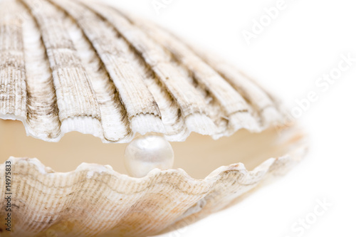 Perle mit Muschel